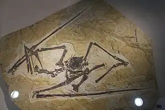 Образец из Пекинского музея естественной истории