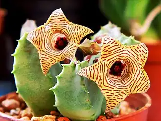 Huernia thureti