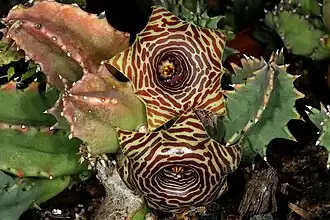 Huernia zebrina subsp. zebrina