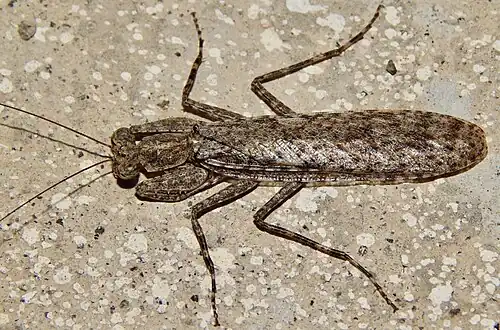 Humbertiella ceylonica, Индия