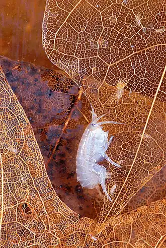 Hyalella aztecae (Hyalellidae)