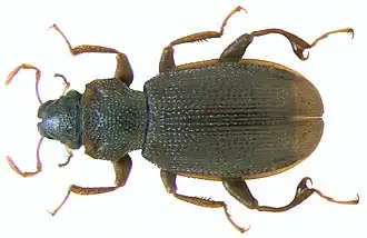 Hydraena cirrata