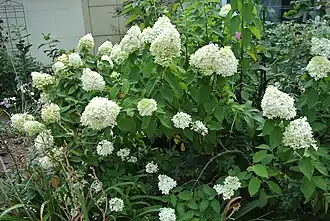 Гортензия метельчатая (Hydrangea paniculata) 'Limelight'