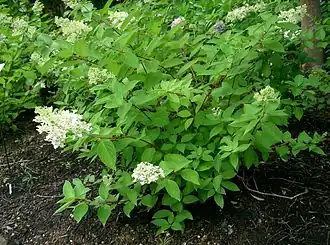 Hydrangea paniculata — Гортензия метельчатая