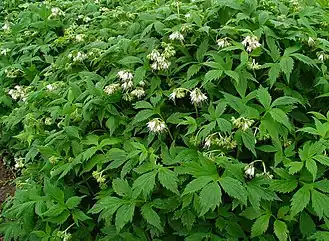 Водолистник виргинский