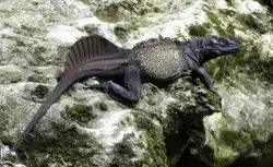 Самец Hydrosaurus celebensis