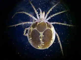 Hygrobates fluviatilis