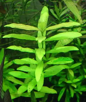 Hygrophila polysperma в аквариуме