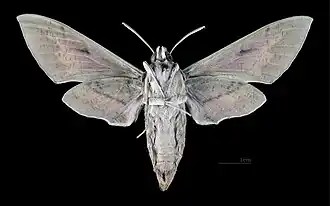 Hyles nicaea nicaea  ♀ △