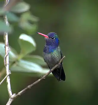 Белогорлый сапфир