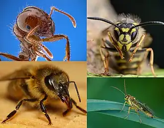 Слева: красный огненный муравей, медоносная пчела;
Справа: оса обыкновенная, пилильщик Tenthredopsis sordida