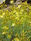 Hypericum coris