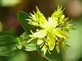 Hypericum elegans