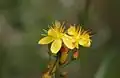 Hypericum pulchrum