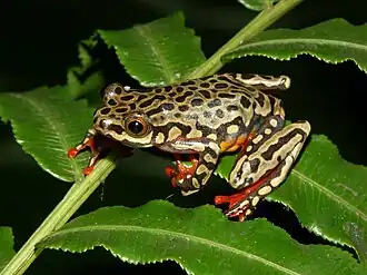 Иероглифическая тростнянка