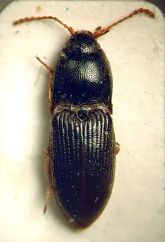 Щелкун тундровый (Hypnoidus rivularius)