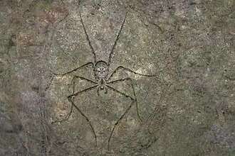 Абажуровый паук Hypochilus petrunkevitchi, находящийся в своей ловчей сети