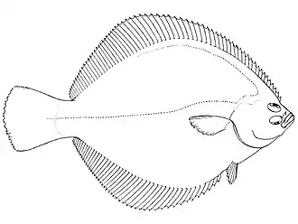 Hypsopsetta guttulata