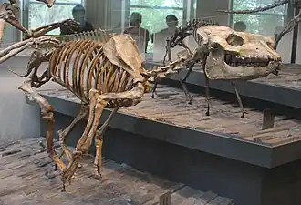 Скелет в Лос-Анджелесском музее естественной истории