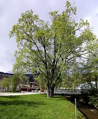 Общий вид растения в Лицене, Австрия