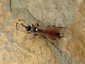 Ichneumon suspiciosus