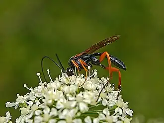 Наездник Pimpla rufipes