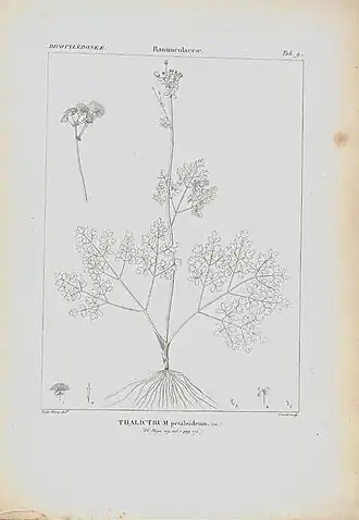 Ботаническая иллюстрация василистника 19-го века
