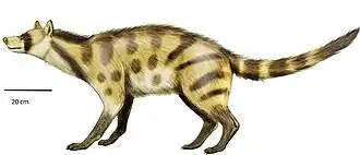 Реконструкция Ictitherium viverrinum