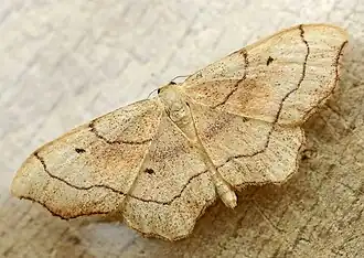 Idaea emarginata(Sterrhinae)