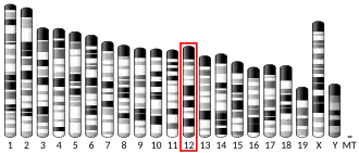 12-я хромосома мыши