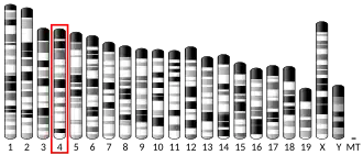 4-я хромосома мыши