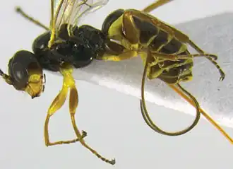 Idiogramma elbakyanae