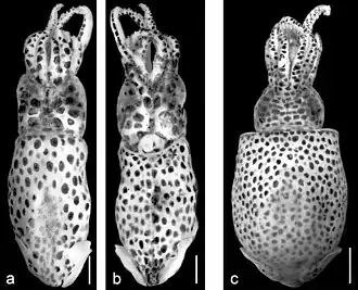 a, b — самец, вид сверху и снизу, c — самка, вид сверху.