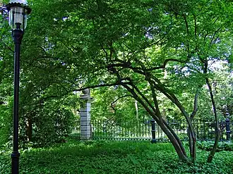 Падуб листопадный