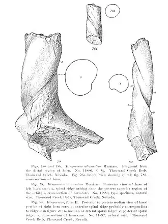 Фрагменты рогов I. alexandrae