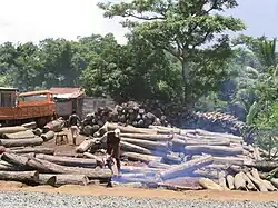 Tree trunks piled up in front of a forest background, with workers cutting them