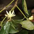 Бадьян настоящий (Illicium anisatum)