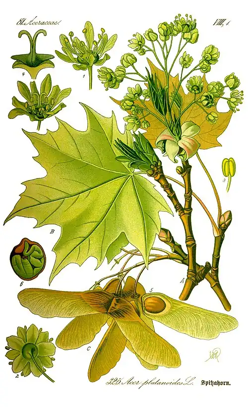 Клён остролистный (Acer platanoides L.)