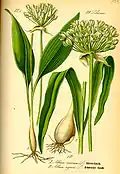 Лук медвежий (Allium ursinum L.)