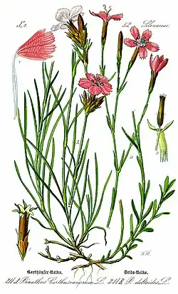 Dianthus carthusianorum (слева) и Dianthus deltoides (справа)