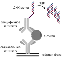 Иммуно-ПЦР29 мая 2019