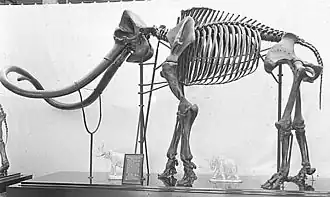 Императорский мамонт (скелет)