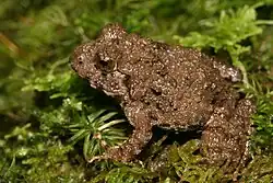 Walkerana phrynoderma