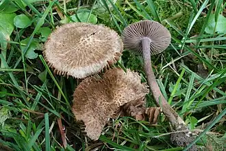 Inocybe obscura