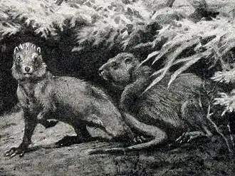 Реконструкция интератериев (Interatherium)