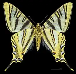 Самец нижняя сторона