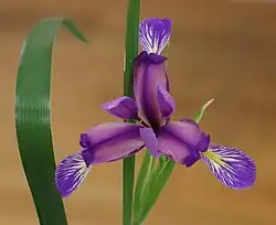 Цветок Iris graminea