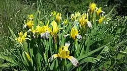 Группа растений в окрестностях Вены (Австрия)