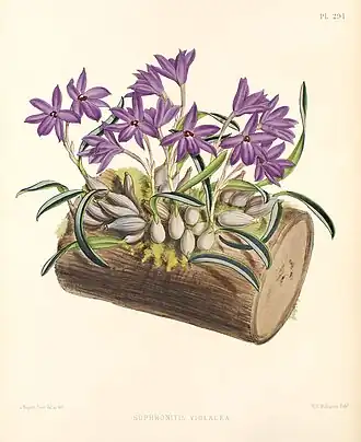 Ботаническая иллюстрация из «The Orchid Album» 1888 г.