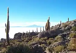 Кактусы на плато Альтиплано